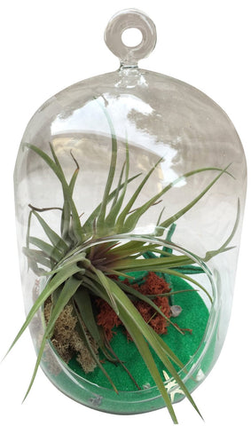 Green Short Cylinder Air Plant Terrarium