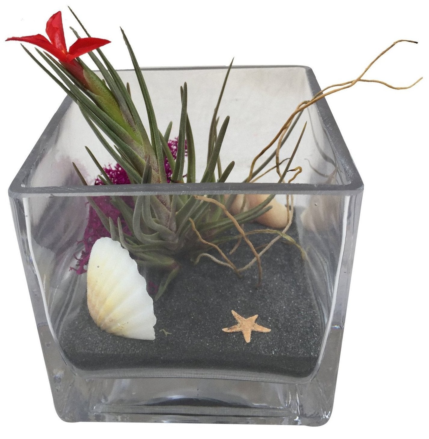 Air Plant Terrarium 
