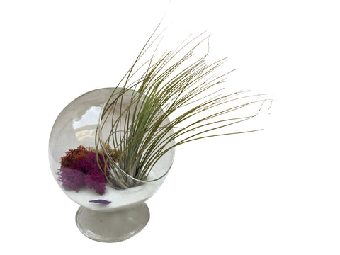 Table/Desk Terrarium