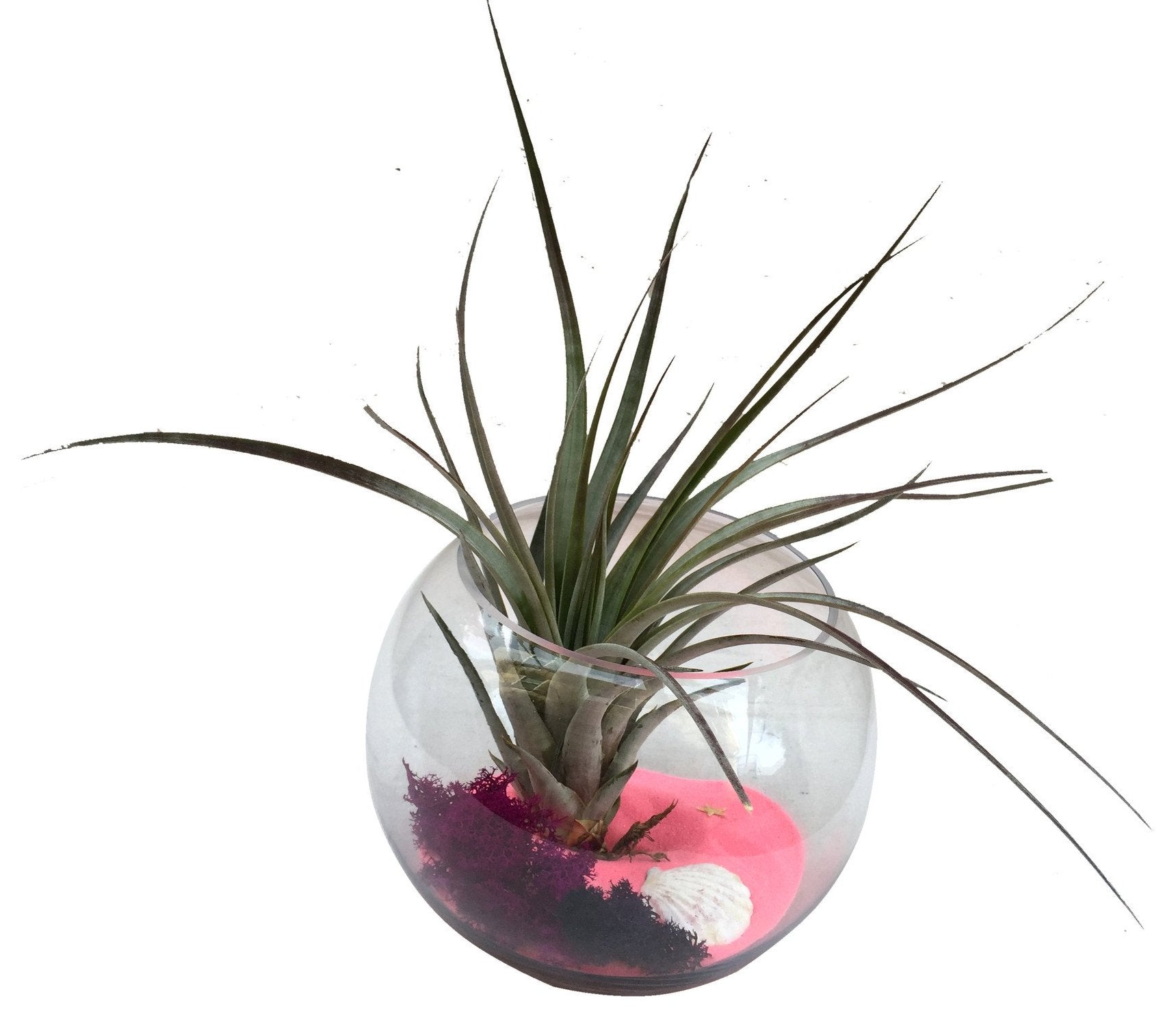Air Plant Terrarium 