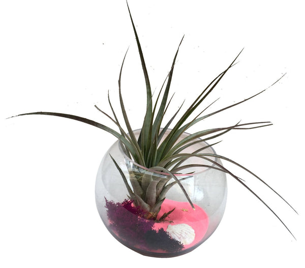 Air Plant Terrarium 