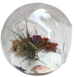 Classic Circle Airplant Terrarium