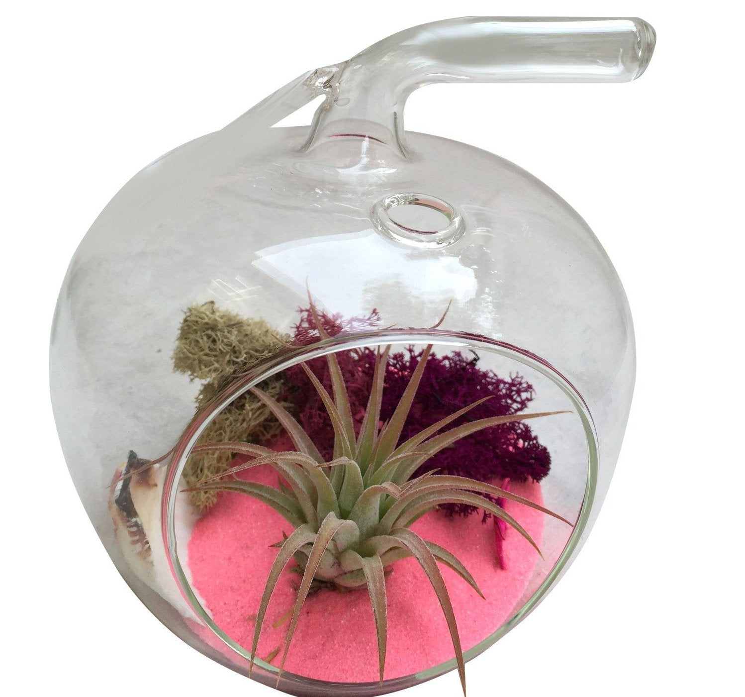 Pink Apple Airplant Terrarium