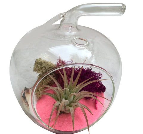 Pink Apple Airplant Terrarium