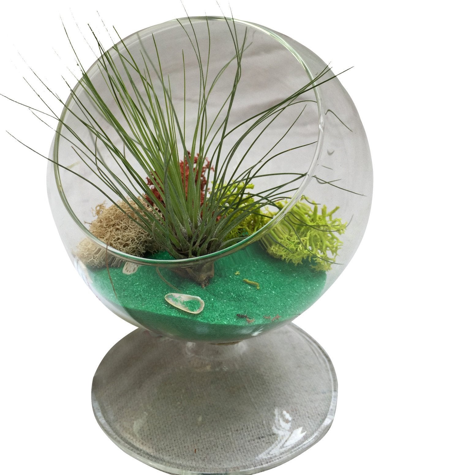 Green Table Air Plant Terrarium2