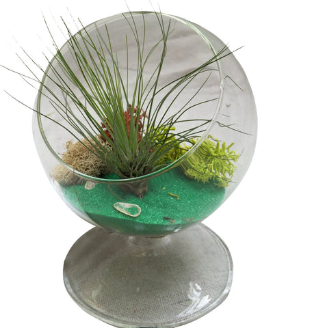 Green Table Air Plant Terrarium2