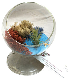 Blue Table Air Plant Terrarium
