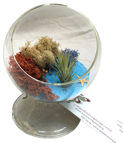 Blue Table Air Plant Terrarium