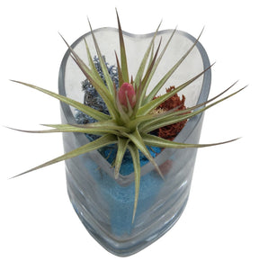 Blue Pink Strita Airplant Terrarium