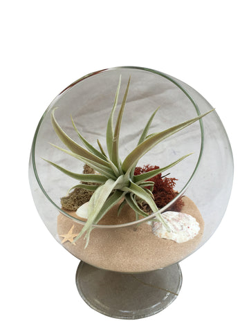 Tan Table Terrarium