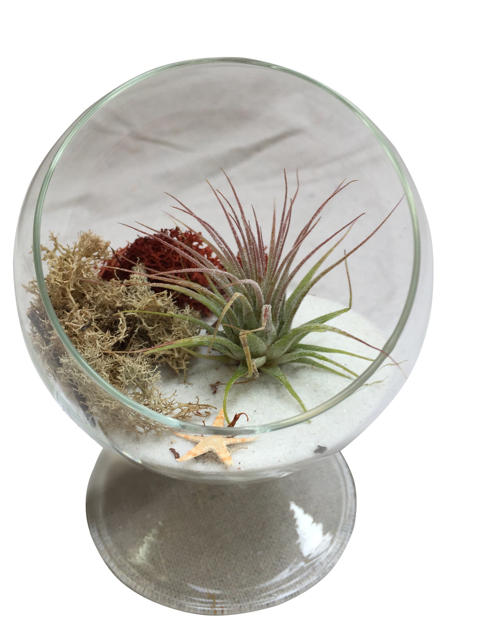 White Circle Airplant