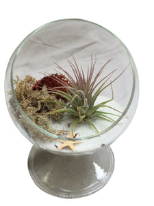 White Circle Airplant