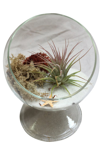 White Circle Airplant