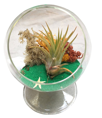 Circle Green Air Plant Terrarium