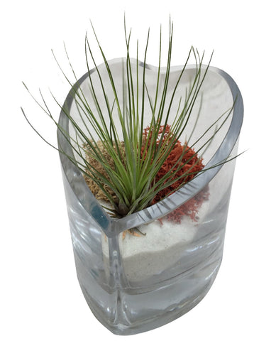 Hairy Heart Air Plant Terrarium