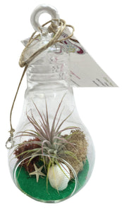 Green Light Bulb Air Plant Terrarium