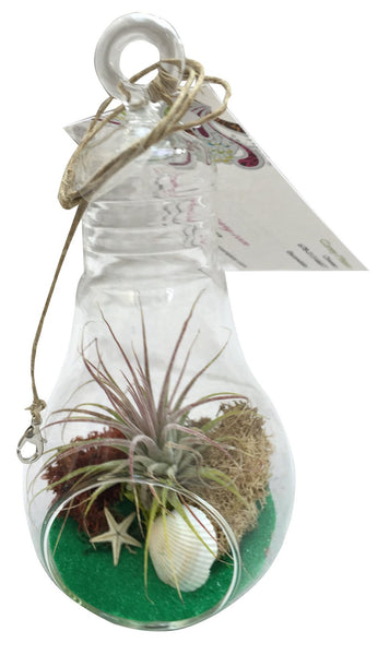 Green Light Bulb Air Plant Terrarium