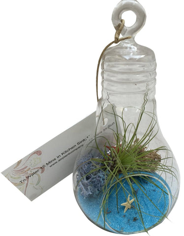 Blue Light Bulb Air Plant Terrarium