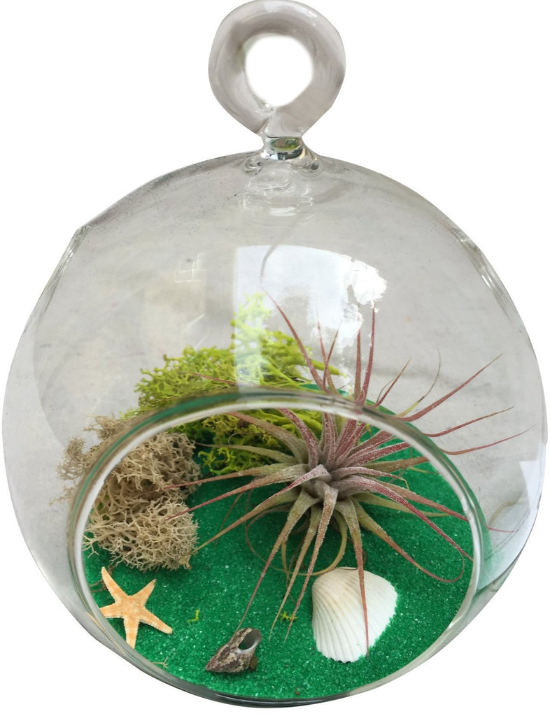 air plant terrarium ornament Green Circle Air Plant Terrarium – Airplantcompany.com
