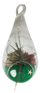 Green Drop Air Plant Terrarium