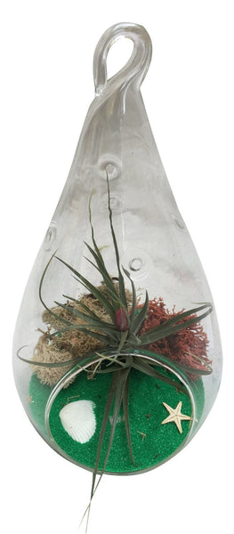 Green Drop Air Plant Terrarium