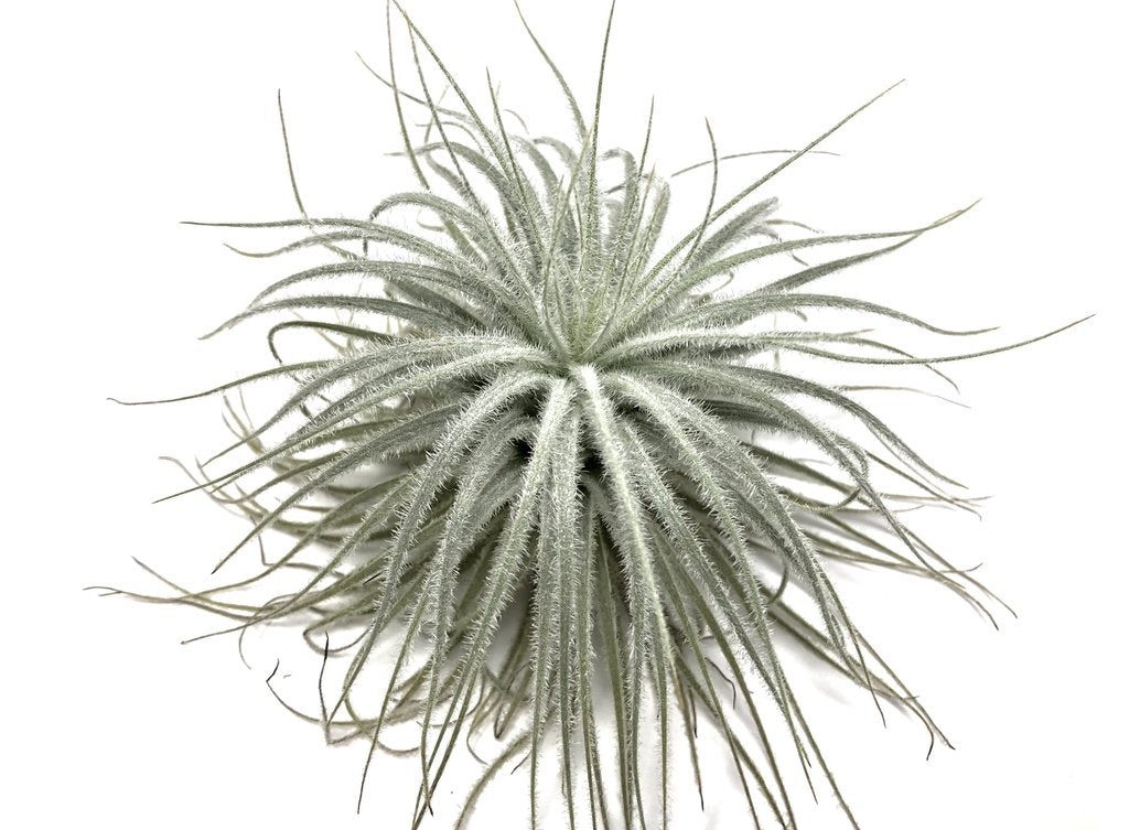 Tectorum 2”-3”