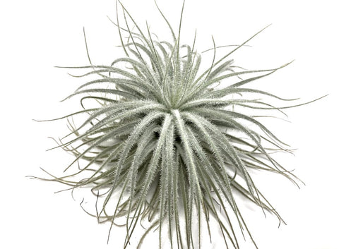 Tectorum 2”-3”