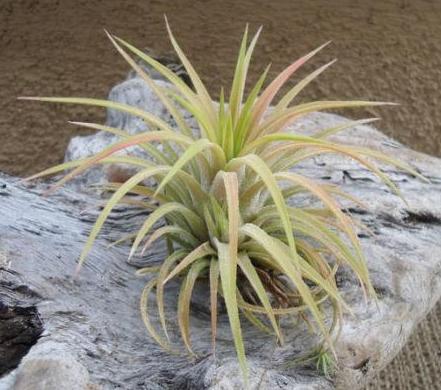 selecta plants Ionantha Selecta Large Airplant – Airplantcompany.com