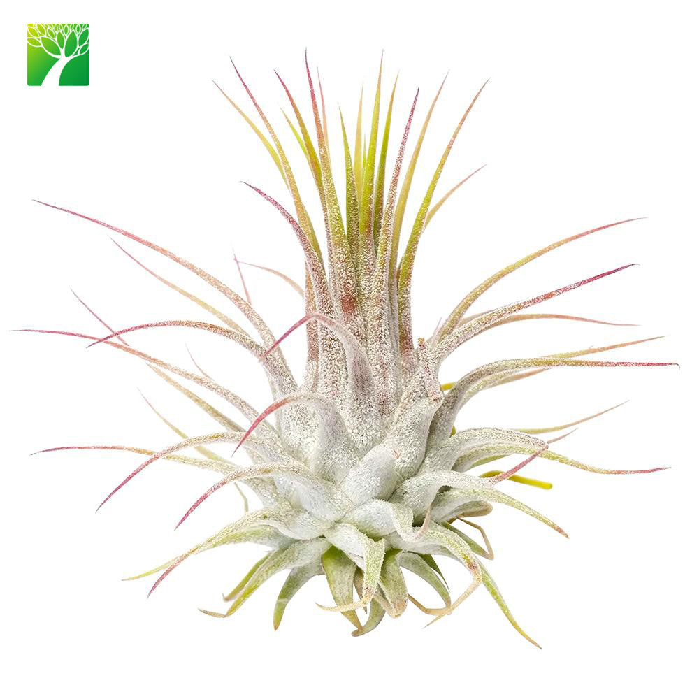 guatemala air plant Ionantha Guatemala Airplant – Airplantcompany.com