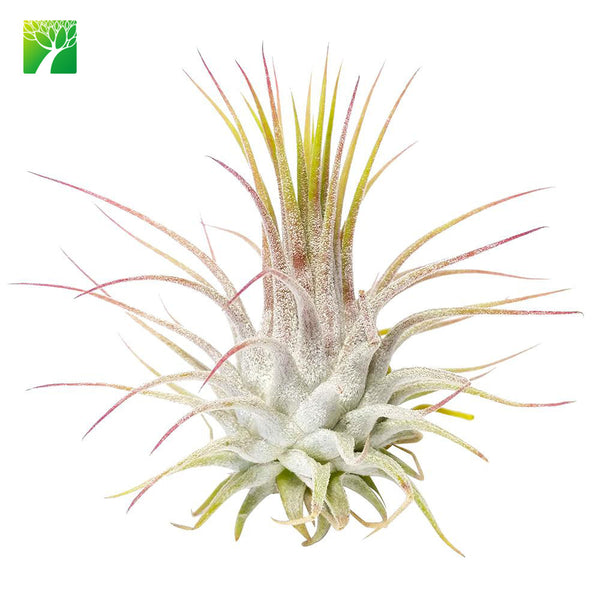 Ionantha Guatemala Airplant
