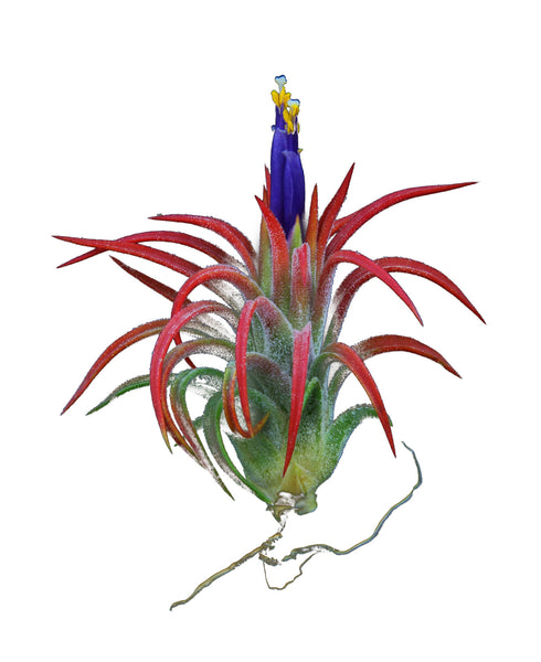 Air Plant Terrarium 