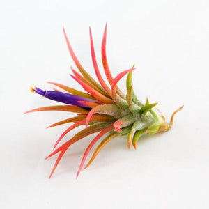 ionantha mexican air plant care Ionantha Mexican Airplant – Airplantcompany.com