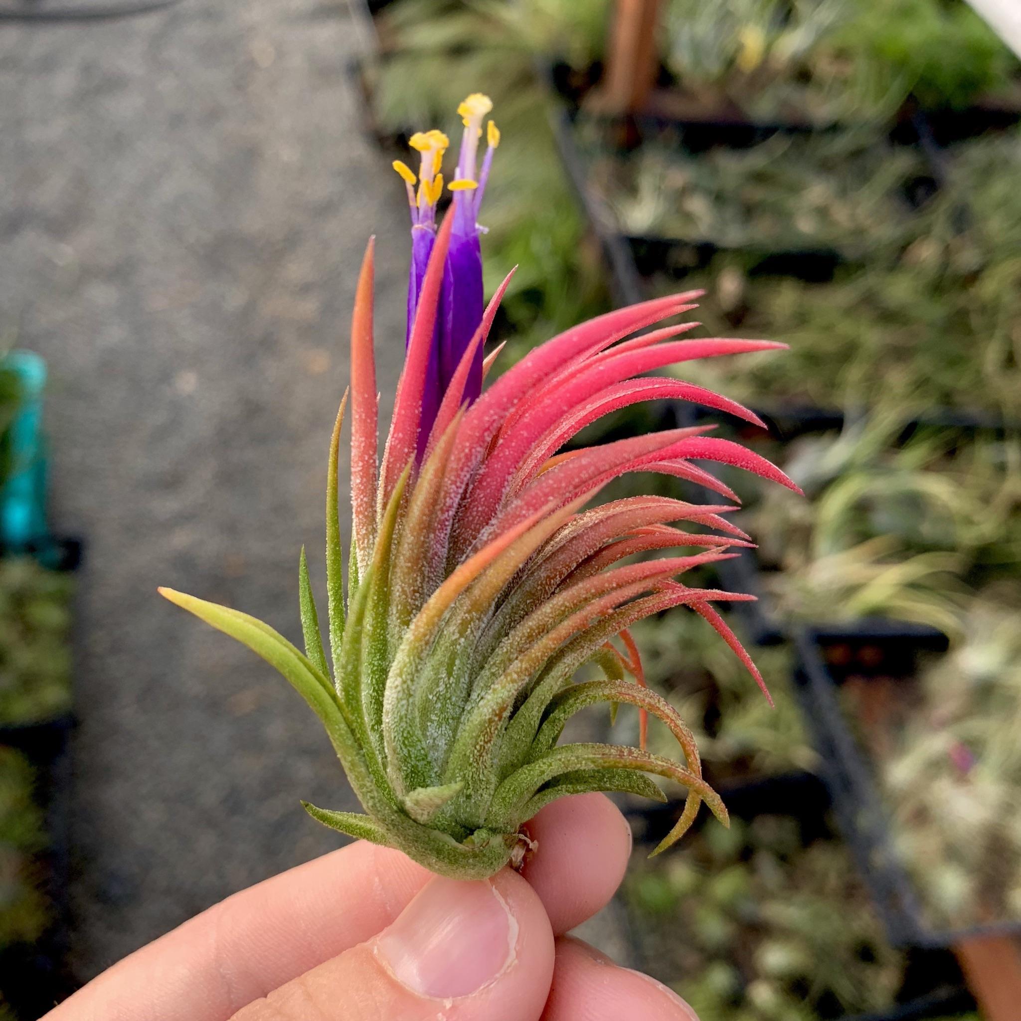 ionantha mexican air plant Ionantha Mexican Airplant – Airplantcompany.com