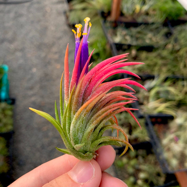 Ionantha Mexican Airplant