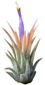Ionantha Peach Airplant