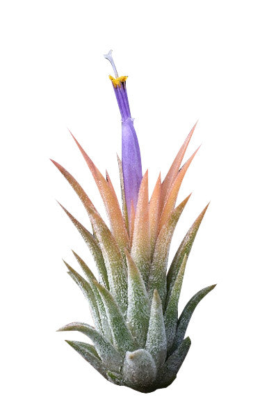Beach White Airplant Terrarium