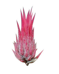Orangie  Air Plant Terrariums Table Orb