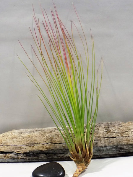 Juneca Airplant