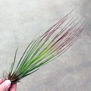 Juneca Airplant