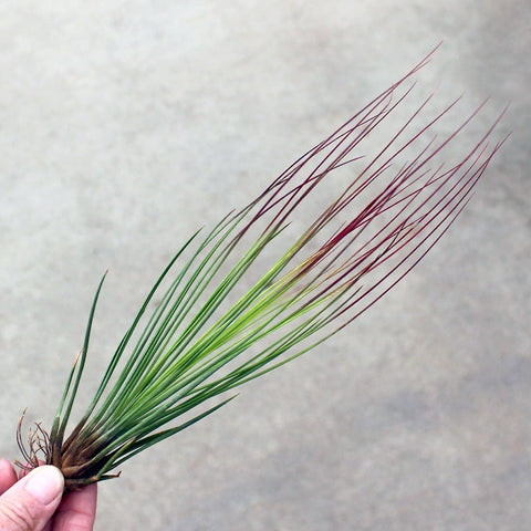 Juneca Airplant