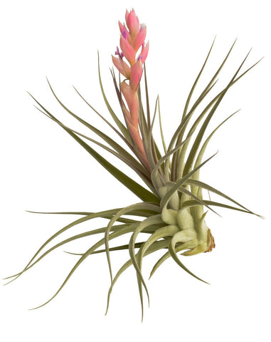 Houston Airplant