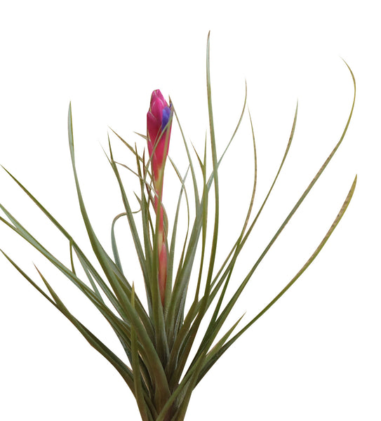 2 Purple Dreams Air Plant Terrarium Deal