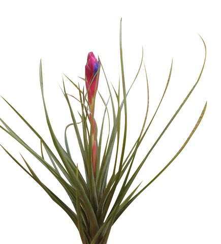 emerald forest air plant Tenuifolia Emerald Forest – Airplantcompany.com