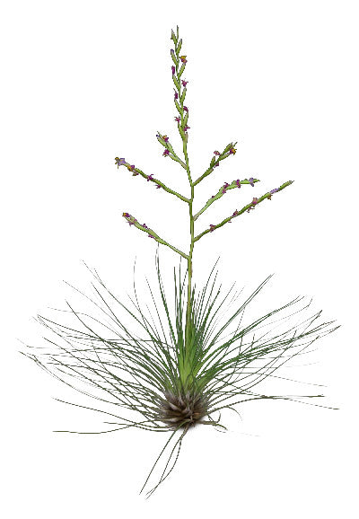 Skinny Hairy Airplant Terrarium