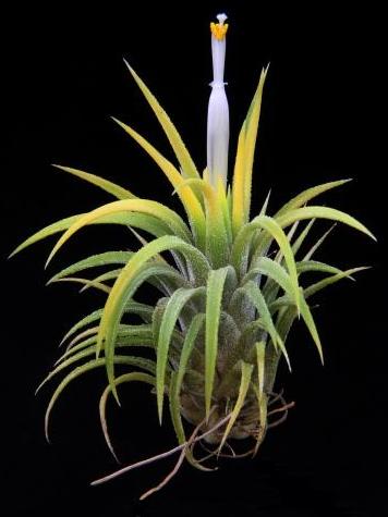 druid air plant Ionantha Druid Albino Airplant – Airplantcompany.com