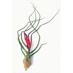 bulbosa air plant flower Bulbosa Airplant – Airplantcompany.com