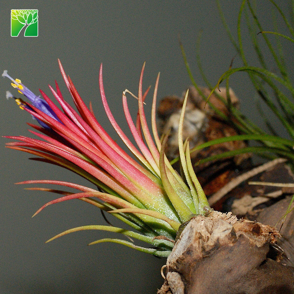 fuego air plant Fuego – Airplantcompany.com