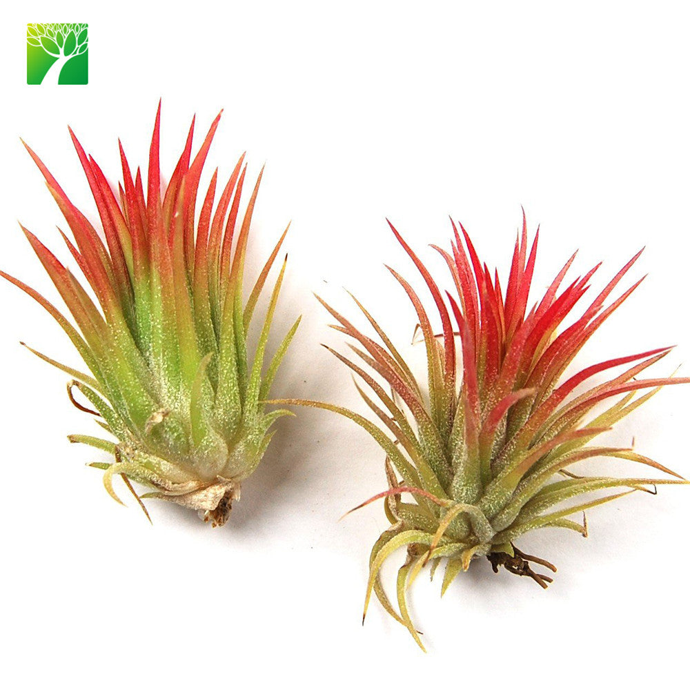 ionantha fuego air plant Fuego – Airplantcompany.com