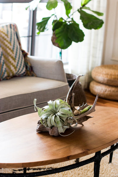 Xerographica Airplant