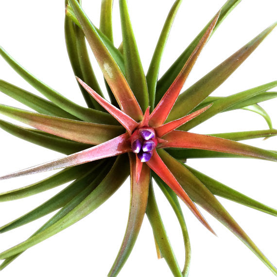Green Short Cylinder Air Plant Terrarium